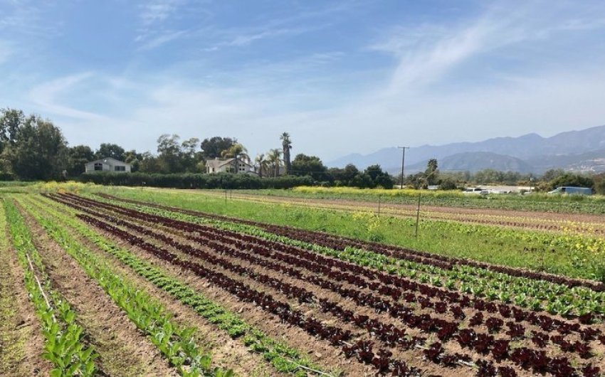 Coastal Commission Approves Controversial Rezones of Carpinteria Ag Land