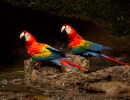 Amazonia Untamed: Birds & Biodiversity