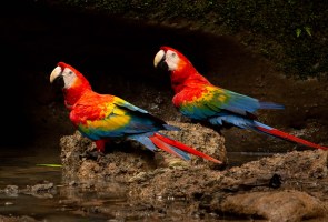 Amazonia Untamed: Birds & Biodiversity