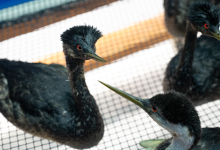 More than 120 Oiled Seabirds Rescued Along Central Coast
