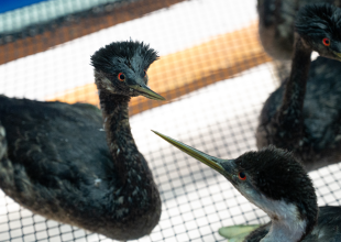 More than 120 Oiled Seabirds Rescued Along Central Coast