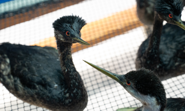 More than 120 Oiled Seabirds Rescued Along Central Coast