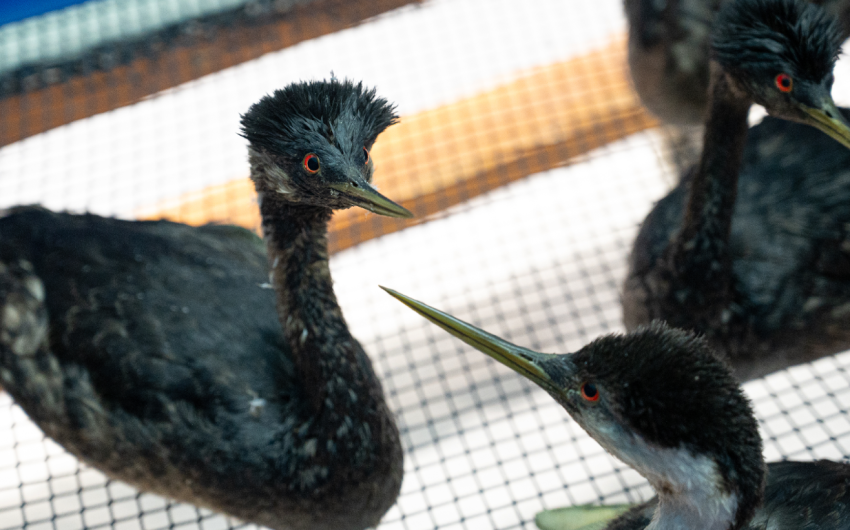 More than 120 Oiled Seabirds Rescued Along Central Coast