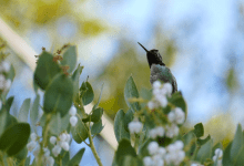 Morning Bird Walk with Rebecca Coulter