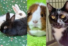 Smokey and Sky, Macaroon, and Bjork