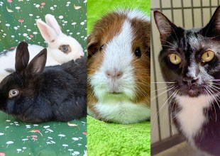 Smokey and Sky, Macaroon, and Bjork