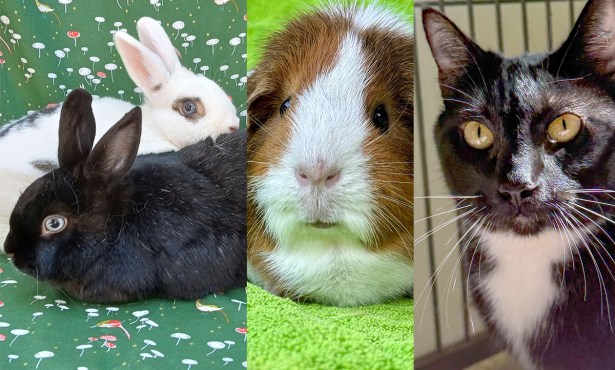 Smokey and Sky, Macaroon, and Bjork