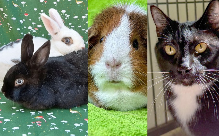 Smokey and Sky, Macaroon, and Bjork