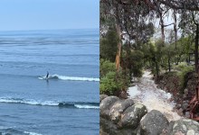 Surf’s Up, Bacteria’s Out: Storm Runoff Sparks Ocean Health Warning