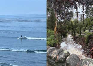 Surf’s Up, Bacteria’s Out: Storm Runoff Sparks Ocean Health Warning
