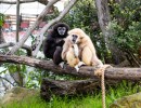 Santa Barbara Zoo Gets Two New Gibbons