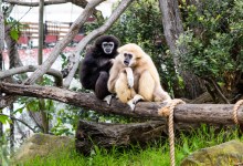 Santa Barbara Zoo Gets Two New Gibbons