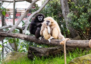 Santa Barbara Zoo Gets Two New Gibbons