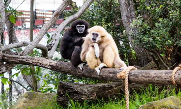 Santa Barbara Zoo Gets Two New Gibbons