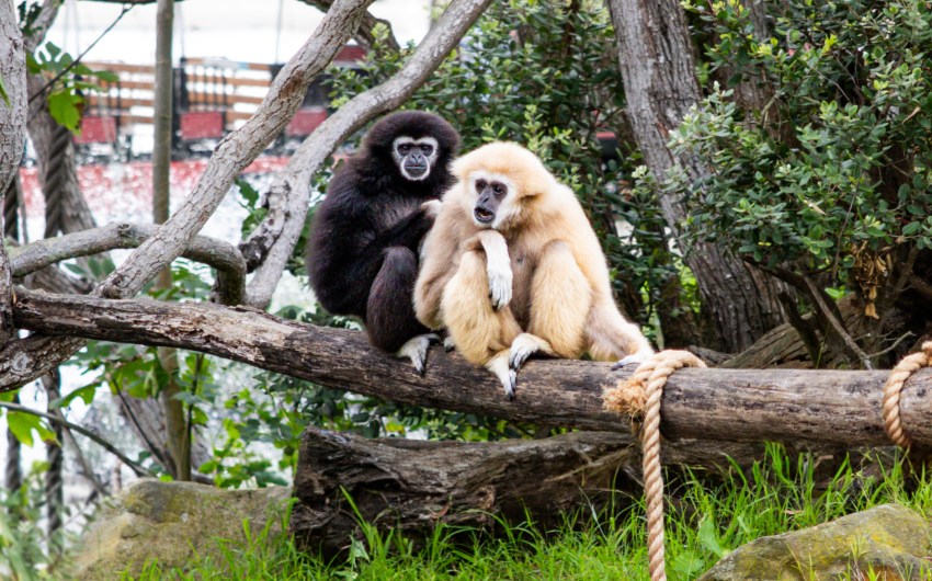 Santa Barbara Zoo Gets Two New Gibbons
