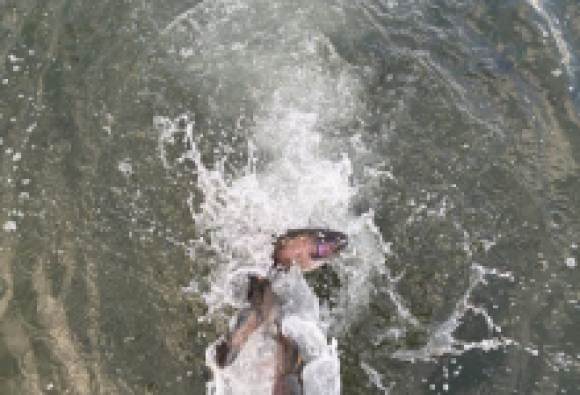 3.000 libras de trucha liberadas en Cachuma Lake