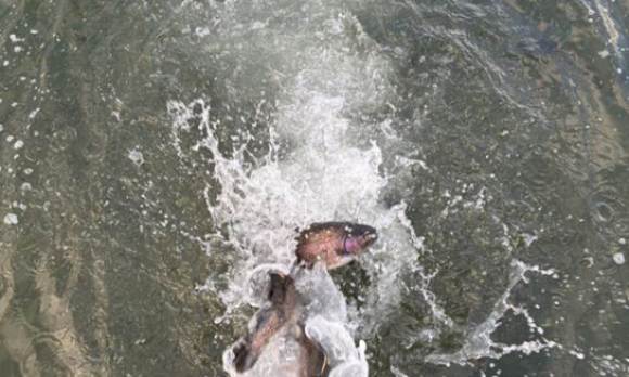 3.000 libras de trucha liberadas en Cachuma Lake