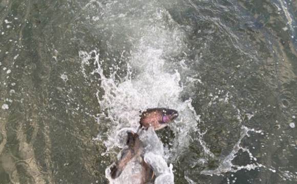3.000 libras de trucha liberadas en Cachuma Lake