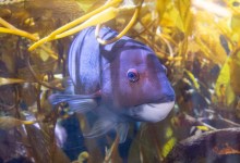 Underwater Parks Day: Free Admission at Sea Center