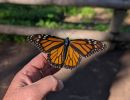 Breakthrough Tech Is Tracking Monarch Butterflies in Santa Barbara