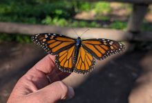 Breakthrough Tech Is Tracking Monarch Butterflies in Santa Barbara