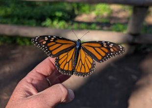 Breakthrough Tech Is Tracking Monarch Butterflies in Santa Barbara