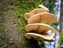 Fungi and the Future of Construction