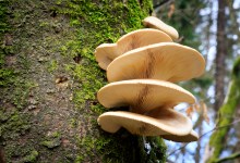 Fungi and the Future of Construction