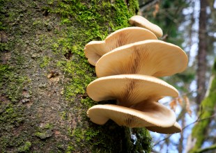Fungi and the Future of Construction