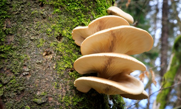 Fungi and the Future of Construction