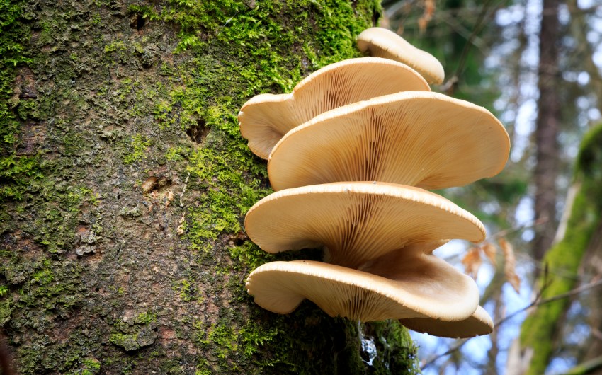 Fungi and the Future of Construction