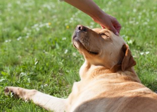 American Humane Society Shares Lifesaving Holiday Pet Safety Tips