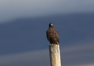 The Dark Morph Returns