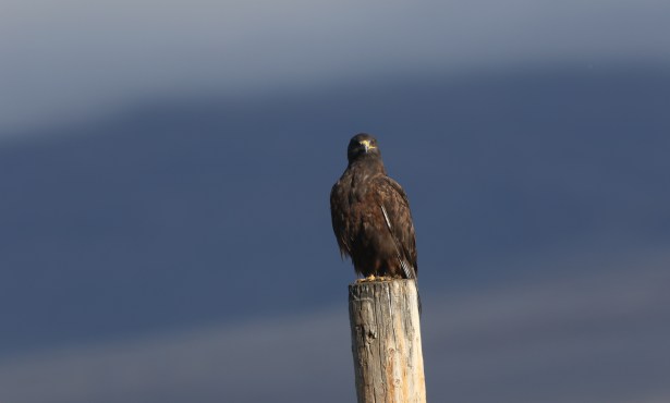 The Dark Morph Returns