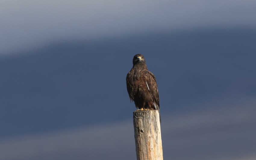 The Dark Morph Returns