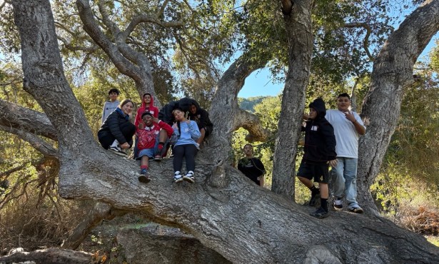 A Nutty Solution: Lessons From an Acorn