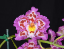 Orchid Society of Santa Barbara Monthly Meeting