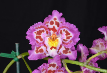 Orchid Society of Santa Barbara Monthly Meeting