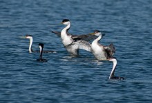 Rescued Seabirds Released Back to the Wild Following Oil Slick