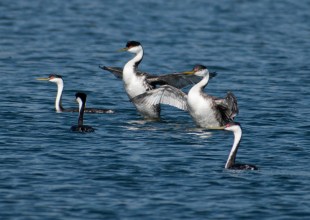 Rescued Seabirds Released Back to the Wild Following Oil Slick
