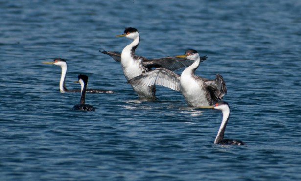 Rescued Seabirds Released Back to the Wild Following Oil Slick