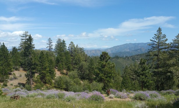 Protect the Roadless Rule to Keep Water Clean in Santa Barbara and Across the Country