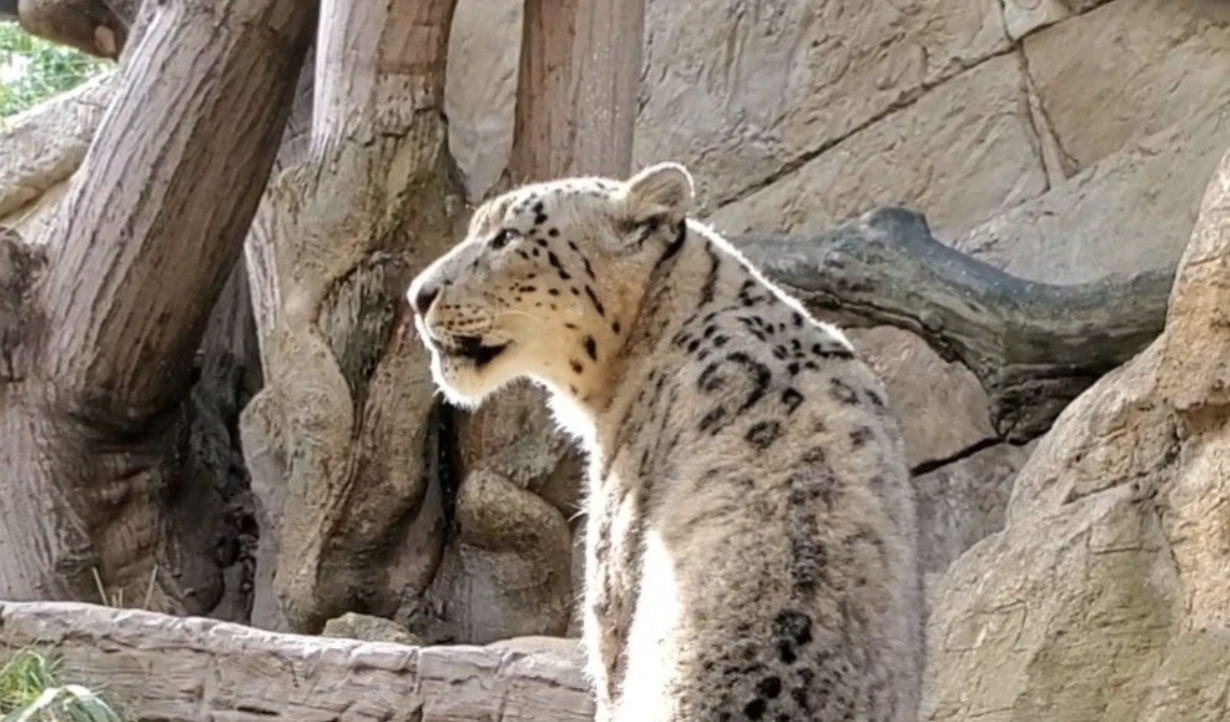 Let It Snow Leopard!