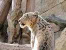 Let It Snow Leopard!