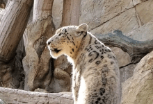 Let It Snow Leopard!