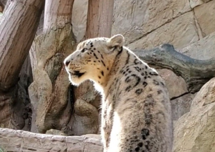 Let It Snow Leopard!