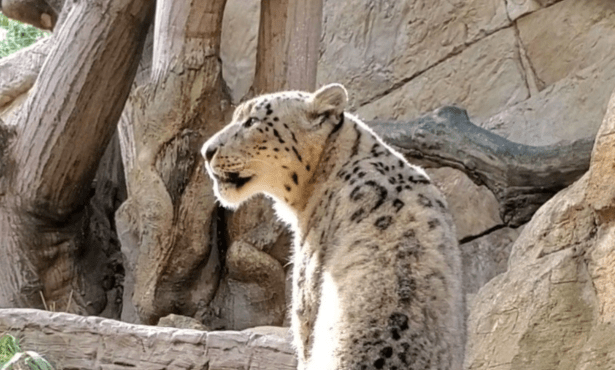 Let It Snow Leopard!
