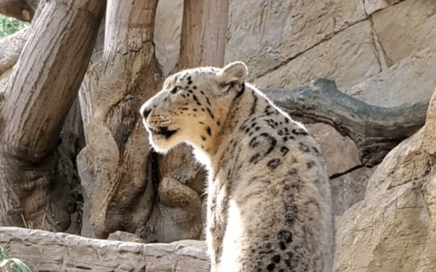 Let It Snow Leopard!