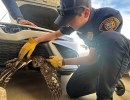 Santa Barbara County Firefighters Rescue Great Horned Owl Stuck in Car Grille in Orcutt