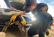 Santa Barbara County Firefighters Rescue Great Horned Owl Stuck in Car Grille in Orcutt